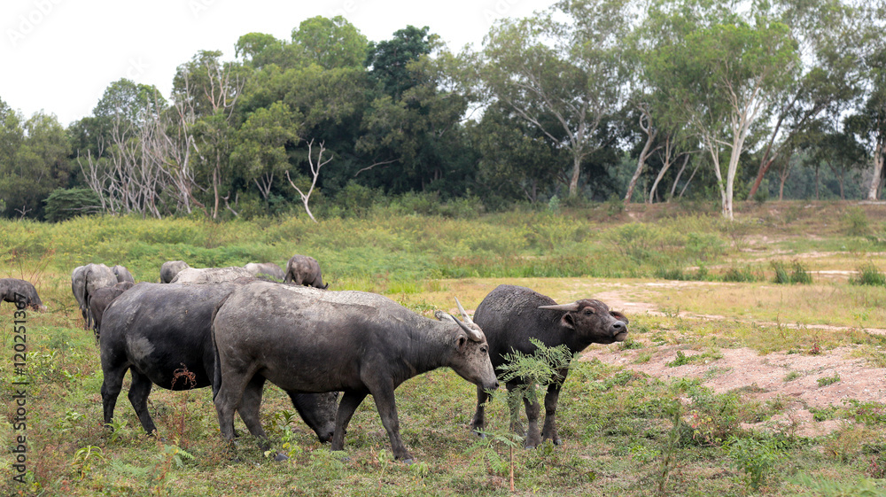 Group of buffalo on field in Thailand 