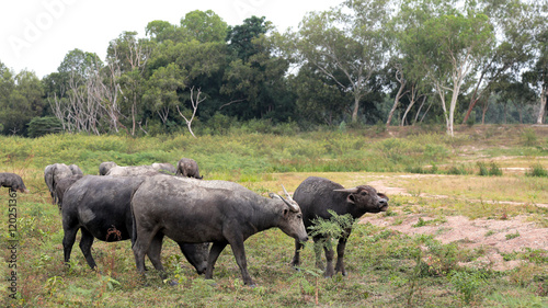 Group of buffalo on field in Thailand 