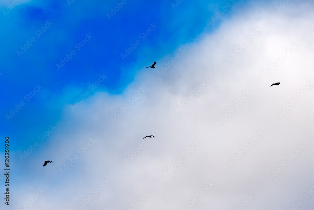 Seagulls silhouettes flying under sunset beautiful clouds Seagulls silhouettes flying under sunset beautiful clouds