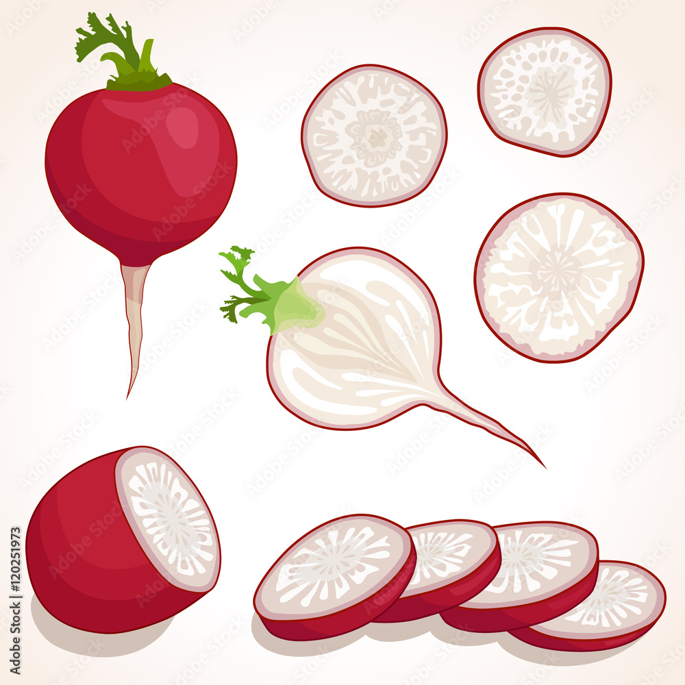 Set of radish. Sliced, whole radish. Vector illustration. Pieces and