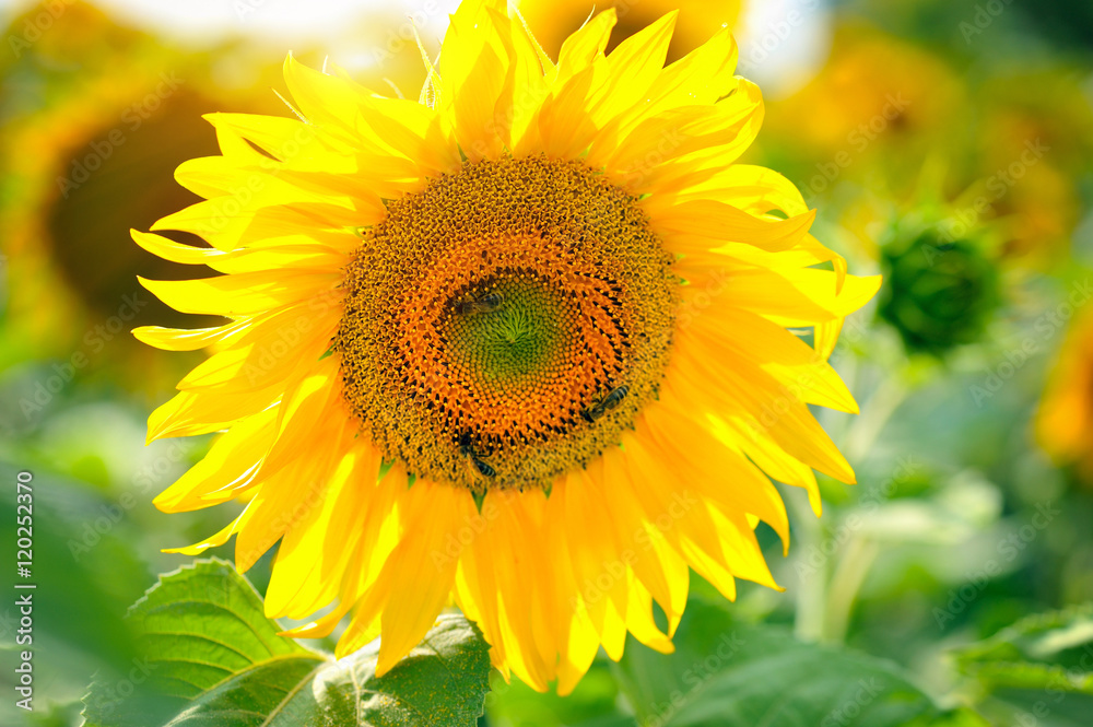 Bright yellow sunflowers and sun. Sunflower field Bright yellow sunflowers and sun. Sunflower field