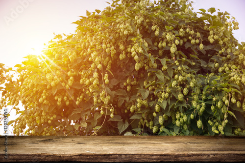 blurred background of hop plantation and sun light and desk