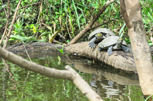 turtles in the Yacuma river