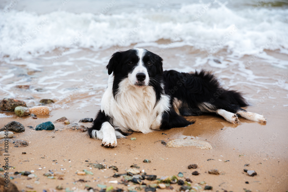 Dog lying on the beach Dog lying on the beach