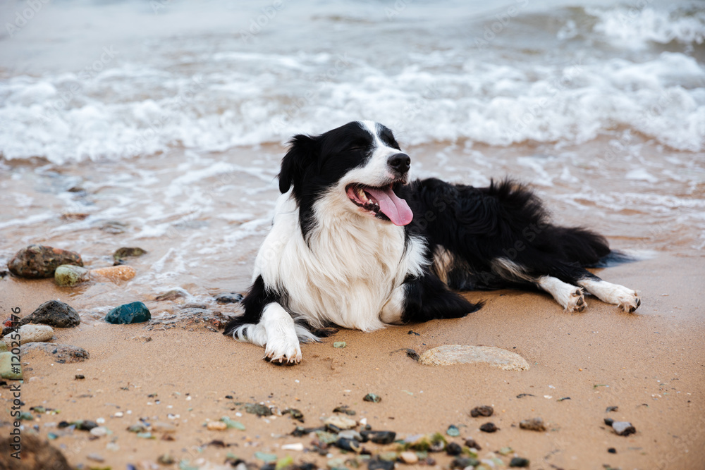 Cute dog lying on the beach Cute dog lying on the beach
