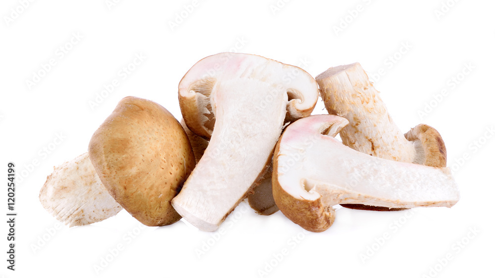 oyster mushrooms on white background oyster mushrooms on white background