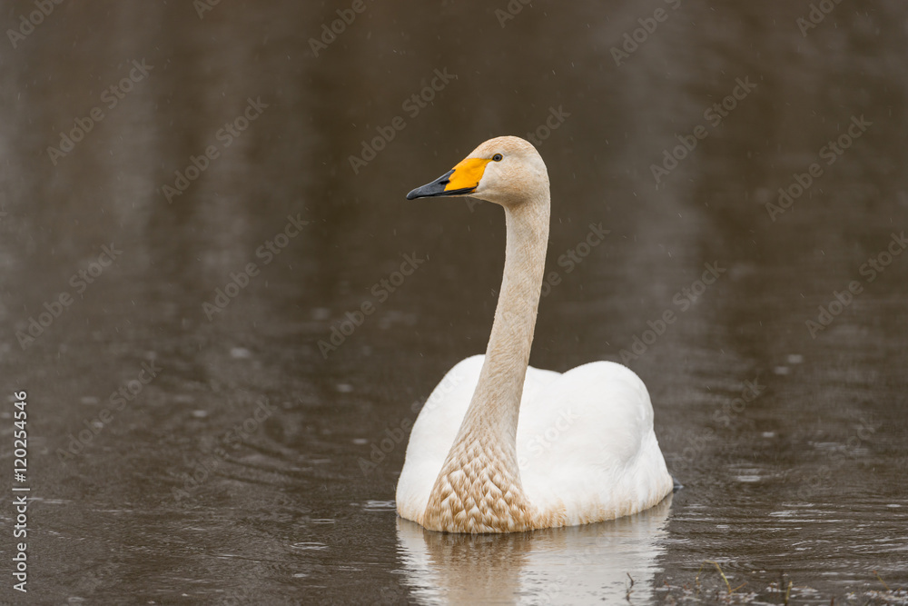 Fototapeta premium Singschwan, Whooper swan, Cygnus cygnus