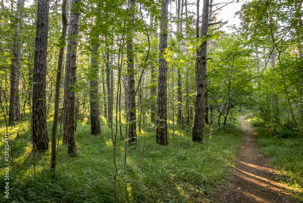 Fototapeta premium beautiful green forest in summer