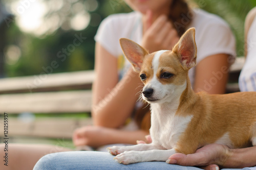 Russian Toy Terrier in the park pale orange color