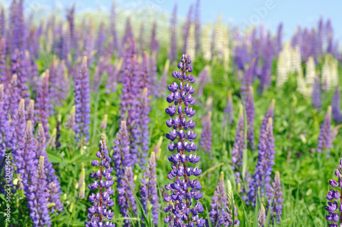 Meadow with lupine flowers