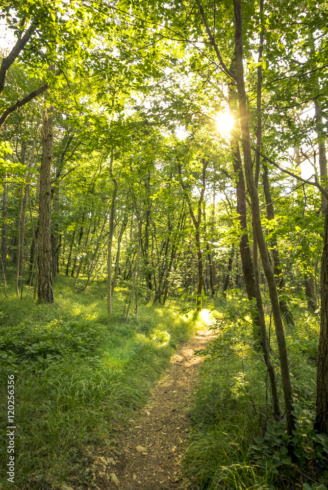 Fototapeta premium beautiful green forest in summer