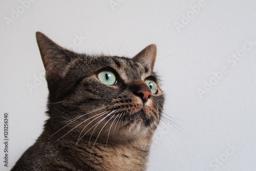 cat from the bottom