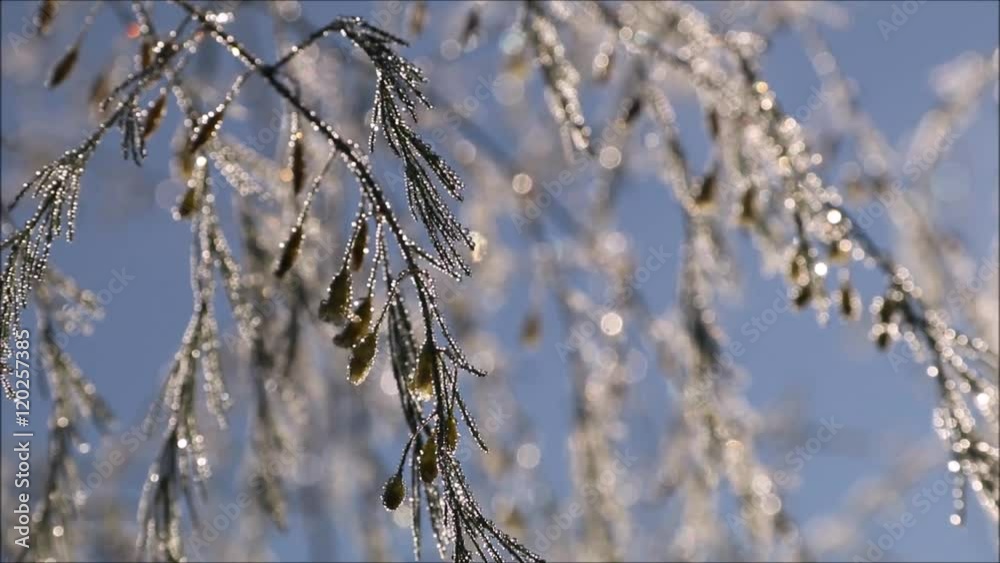 Closeup of foliage shines with silver and gold dew under blue sky background Closeup of foliage shines with silver and gold dew under blue sky background