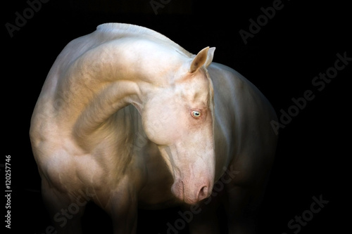 Portrait of a beautiful achal-teke stallion on black background © callipso88