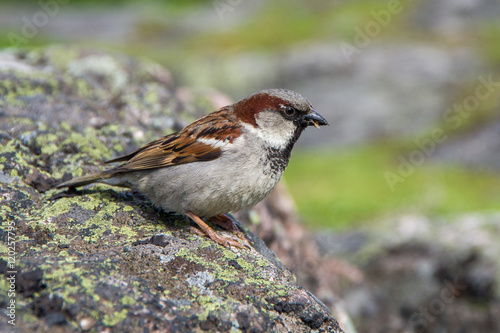 brown sparrow sitting on a gray stone