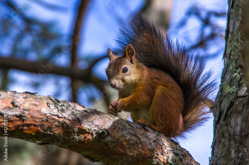 squirrel sitting on the branches of a coniferous tree
