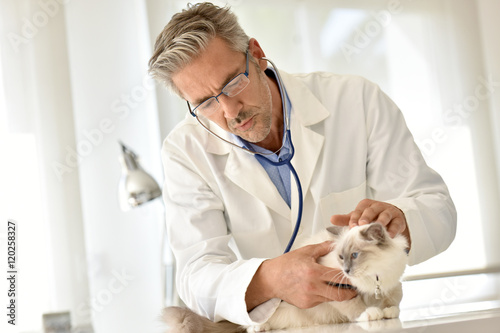 Fototapeta Naklejka Na Ścianę i Meble -  Veterinary ausculting cat with stethoscope