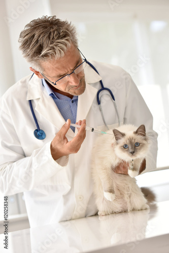 Fototapeta Naklejka Na Ścianę i Meble -  Veterinary injecting vaccine to cat