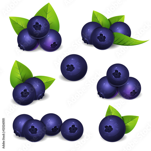 Illustration of bilberry set with leaves
