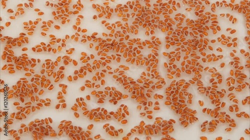 Time laps or slow motion video of cress seeds germinating. 