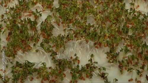 Time laps or slow motion video of cress seeds growing