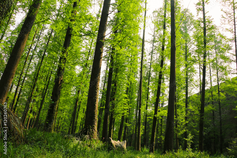 Trees in Nanjing, China