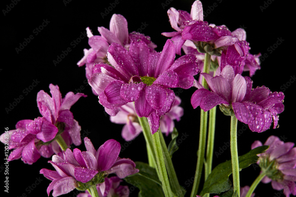 flowers in drops of water flowers in drops of water