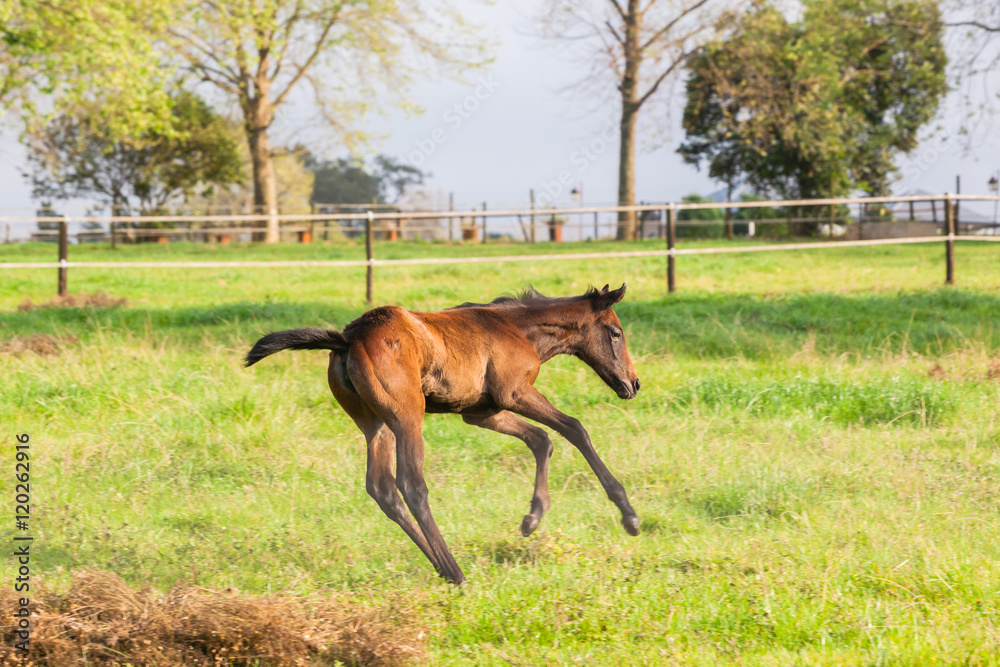 Horses Newborn Foals in field farm Horses Newborn Foals in field farm