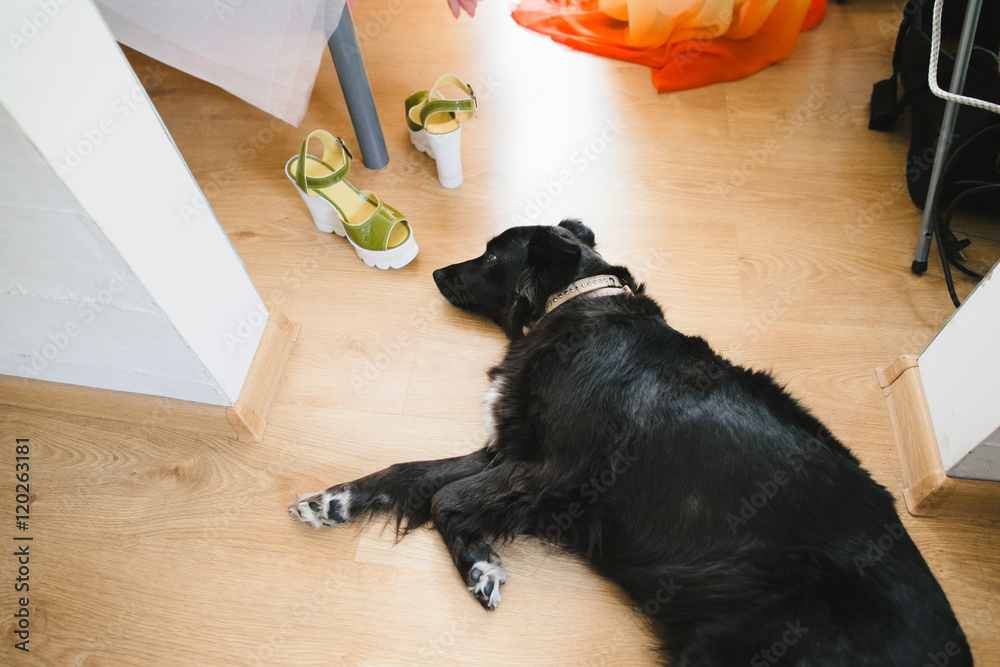 black dog sleeps on the floor