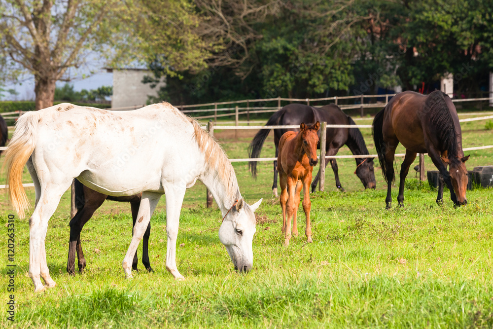 Horses Newborn Foals in field breeding farm Horses Newborn Foals in field breeding farm