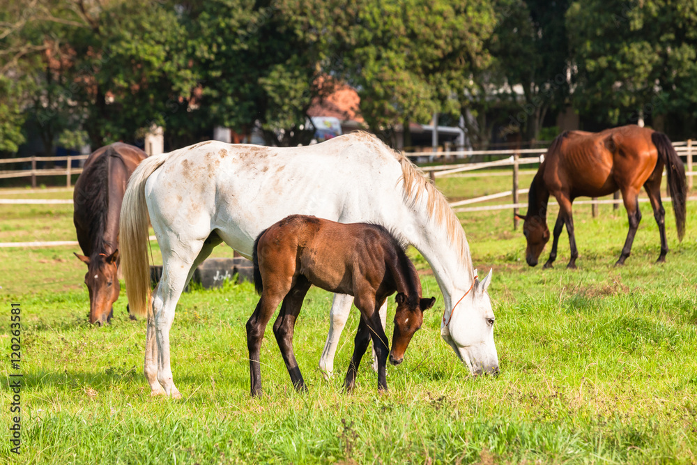 Horses Newborn Foals in field breeding farm Horses Newborn Foals in field breeding farm