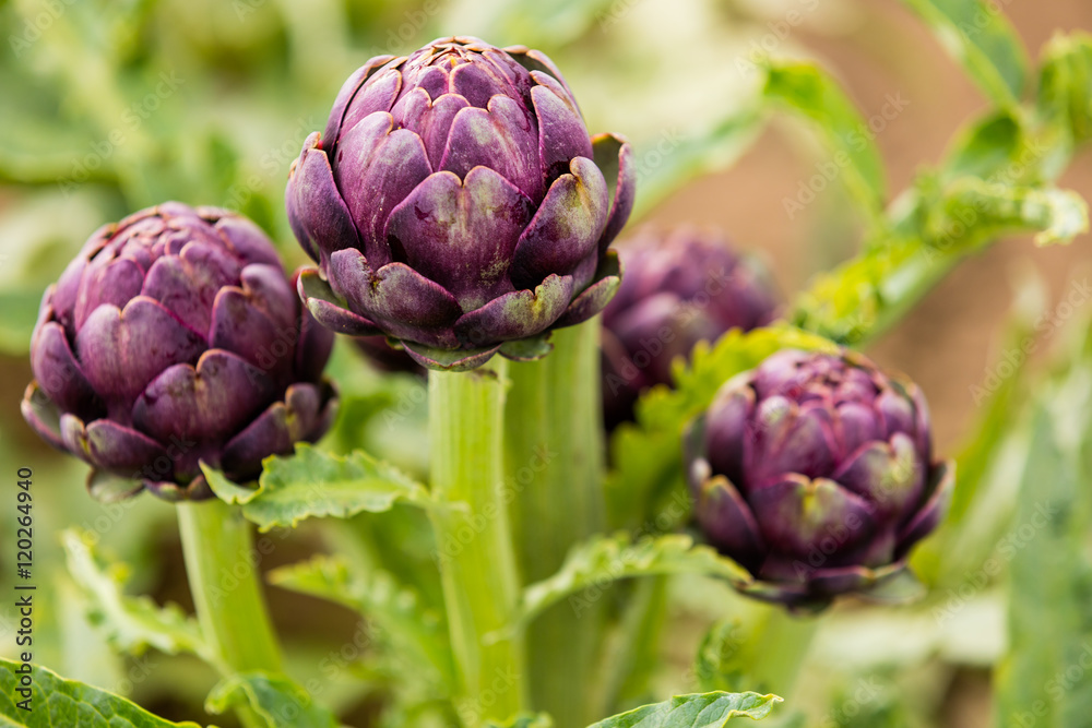 Obraz premium Artischocke