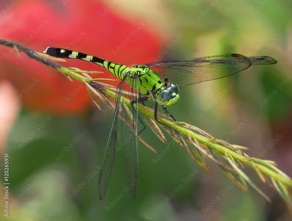 Eastern Pondhawk Dragon Fly Eastern Pondhawk Dragon Fly