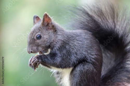Eichhörnchen Portrait © Sebastian Holtz