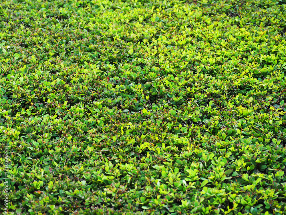 trimmed bush surface trimmed bush surface