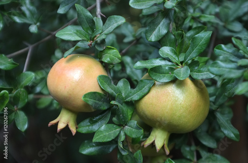 Pomegranates growing on tree with leaves