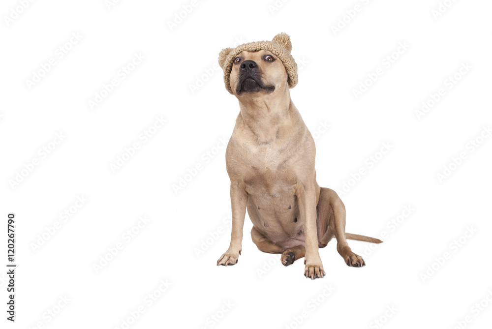 grappige zittende hond, Amerikaanse Staffordshire terrier, met gebreide  muts en pompons Stock Photo | Adobe Stock