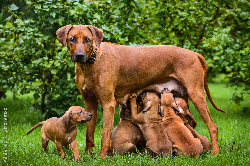 Rhodesian Ridgeback nursing her puppies in the garden