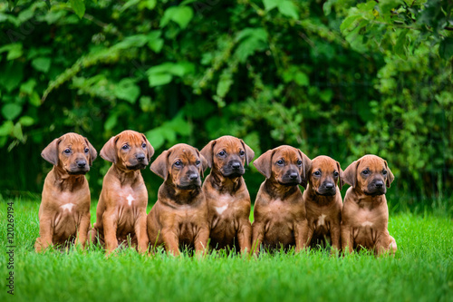 Fotografia Seven Rhodesian Ridgeback puppies sitting in row on grass
