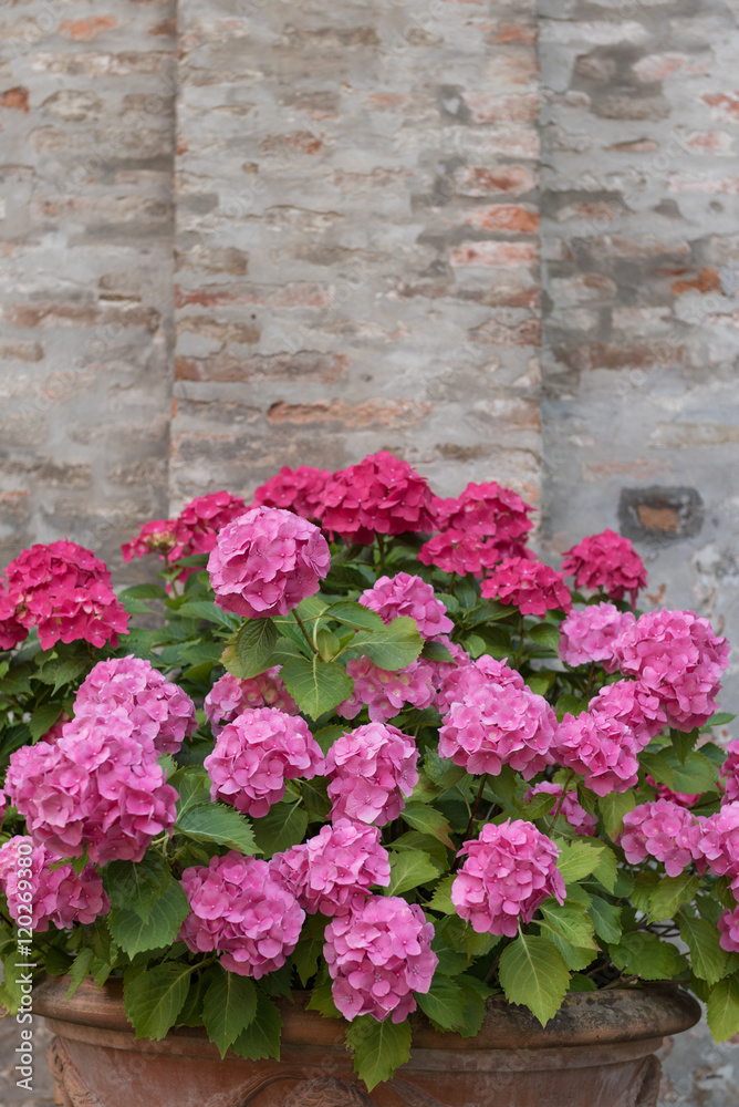 Bouquet of colorful flowers in a garden Italy Bouquet of colorful flowers in a garden Italy