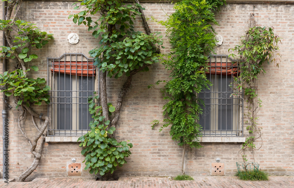 An old house with cilmbing plants in a garden in Italy