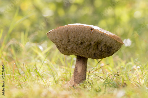 Mushroom with Grass