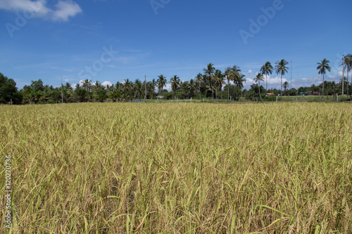 Rice field at koh sukorn island