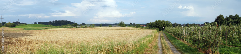 Wheat field and orchard