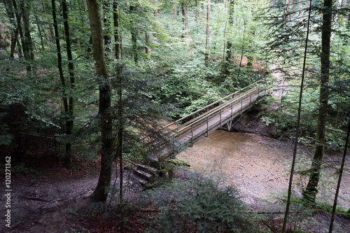 Bridge in the forest