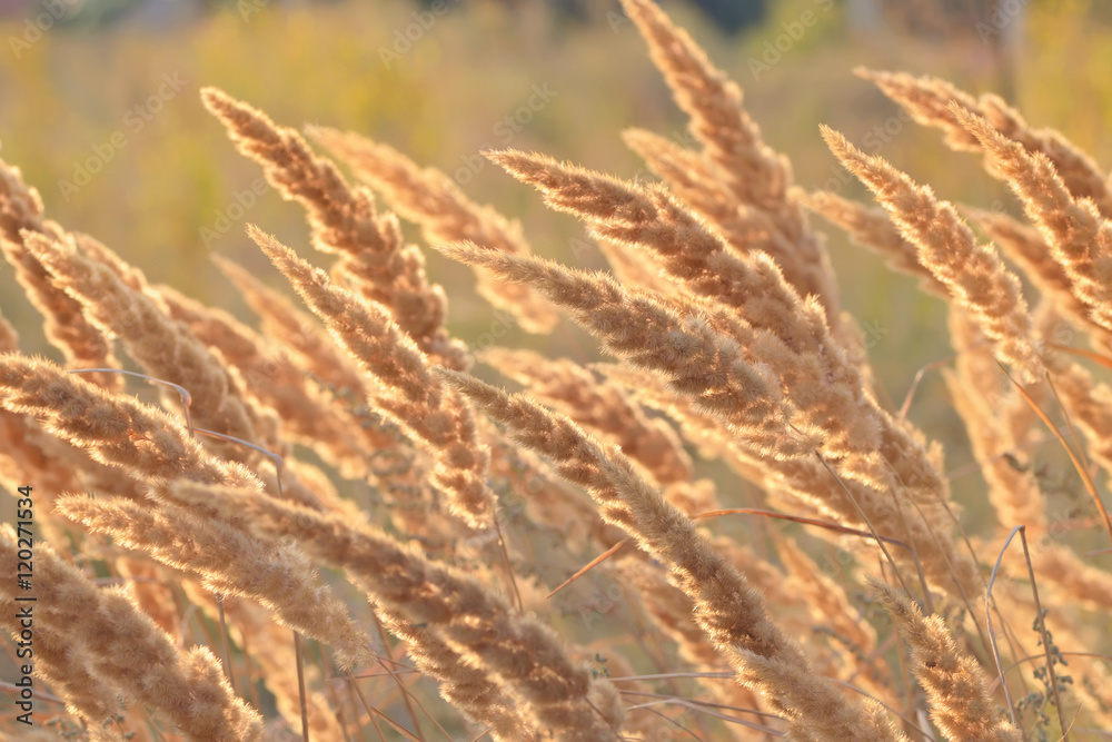 Macro dry reeds Macro dry reeds
