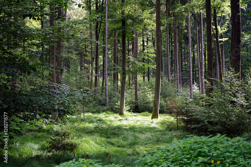 Grass in forest