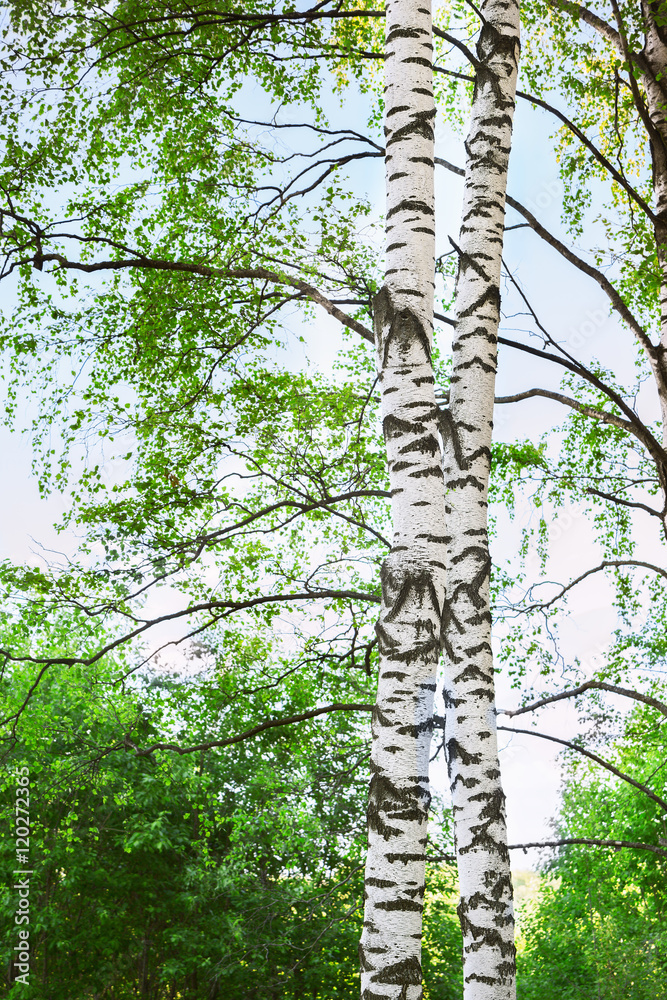 Fototapeta premium summer in birch forest