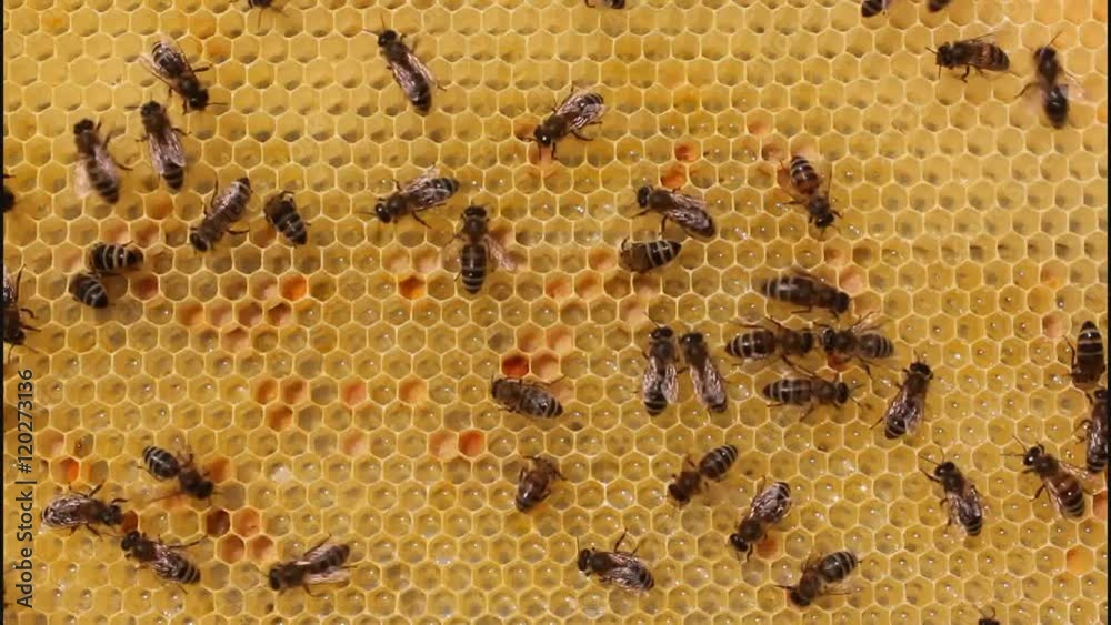 Bees on honeycombs
Bees build honeycombs and honey close to them.
Bees on honeycombs
Bees build honeycombs and honey close to them.