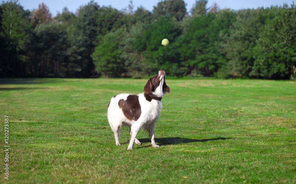 dog catching a ball in a meadow